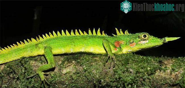 Harpesaurus modiglianii được tìm thấy lần đầu tiên vào năm 1933.