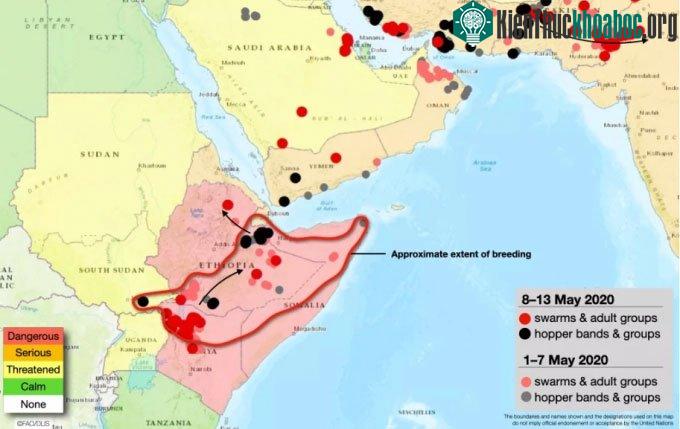 Vì sao châu chấu sa mạc không thể diệt? ảnh 1