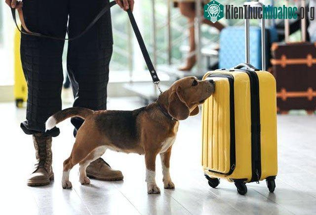 Chó có thể đánh hơi và phát hiện tiếng động từ khoảng cách bao xa? ảnh 1