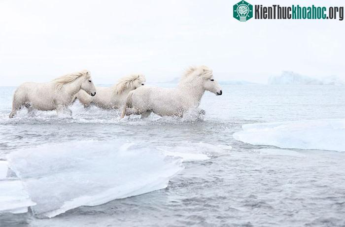 Ngựa ở đây khác biệt với bất kỳ giống loài nào khác được tìm thấy trên khắp thế giới