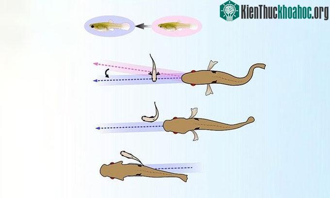 Mô phỏng chiến thuật tự vệ của cá cầu vồng.