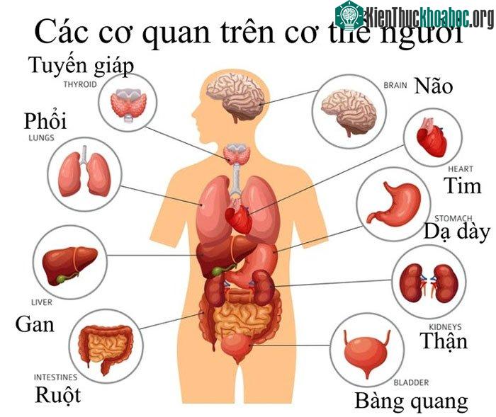 Các cơ quan trên cơ thể người