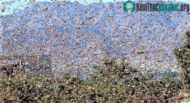 Đàn châu chấu được cho là rất tạp ăn và di chuyển nhanh.