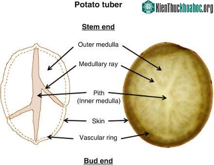 Cấu tạo của củ khoai tây