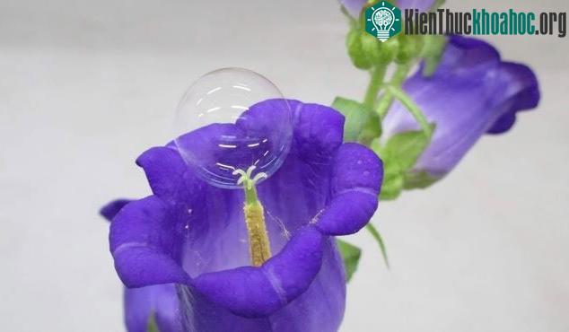 Ông Miyako đã được truyền cảm hứng nghiên cứu khi thấy con trai chơi bong bóng xà phòng.