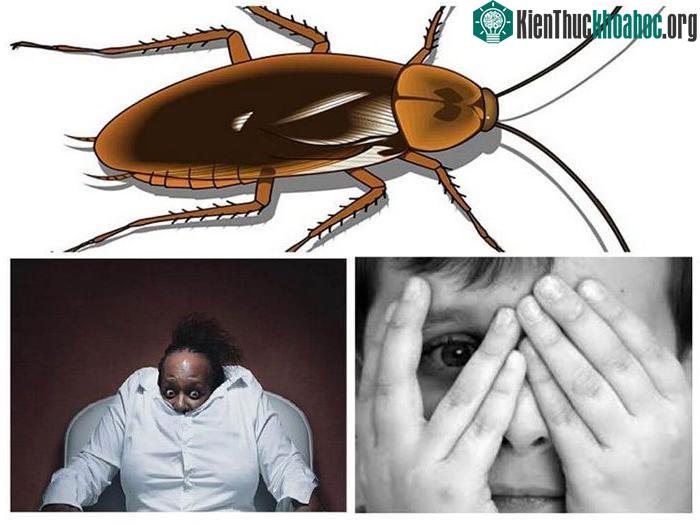 Có khoảng 4.600 loài gián trên khắp thế giới. (Ảnh: PestCtrl).