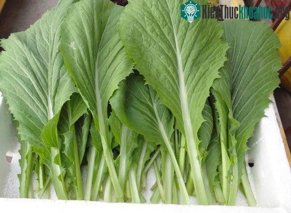 Loại rau tốt nhất là rau có vị đắng