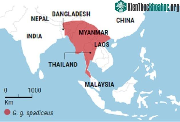 Khu vực màu đỏ được cho là nơi đã thuần hóa chim rừng thành gà nuôi ngày nay.