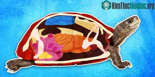 Chiếc mai của rùa cũng giống như xương sườn của loài người chúng ta vậy.