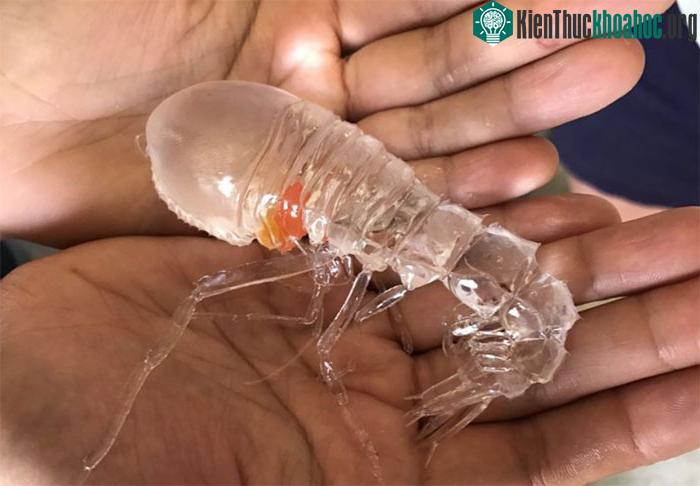 Sinh vật này có tên tiếng anh là Cystisoma.
