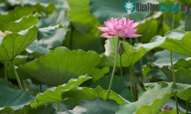 Không chỉ là loài hoa đẹp mà hoa sen còn mang trong mình rất nhiều ý nghĩa thú vị.