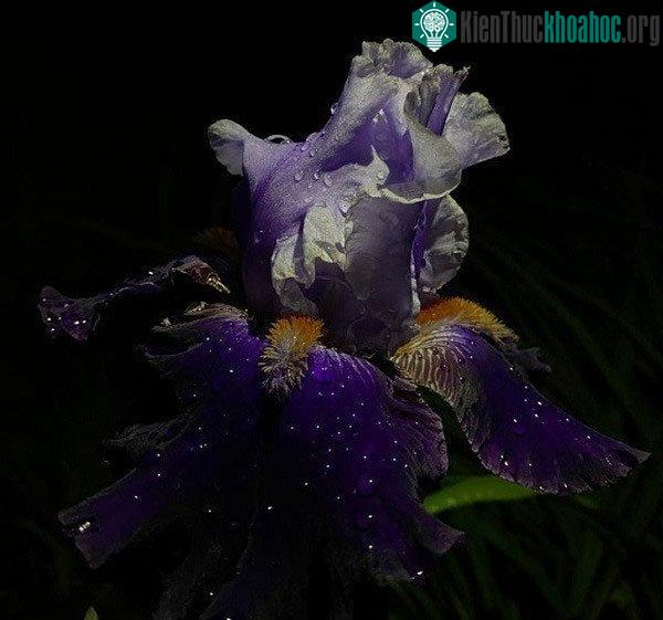 Những giọt nước trên cánh hoa có khiến bạn liên tưởng đến một bầu trời đêm đầy sao?