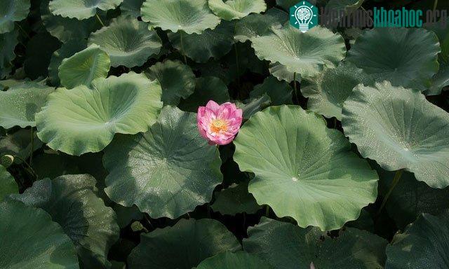 Ở Việt Nam, hoa sen là loại hoa bình dị, biểu tượng cho đạo Phật và là quốc hoa của Việt Nam.