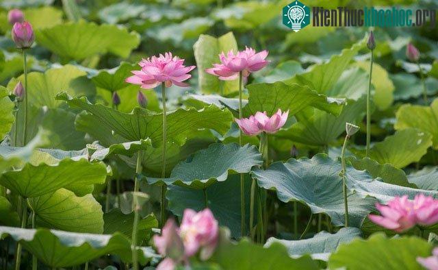 Ý nghĩa của hoa sen trong đạo Phật là trí tuệ, từ bi, đức hạnh và thuần khiết.