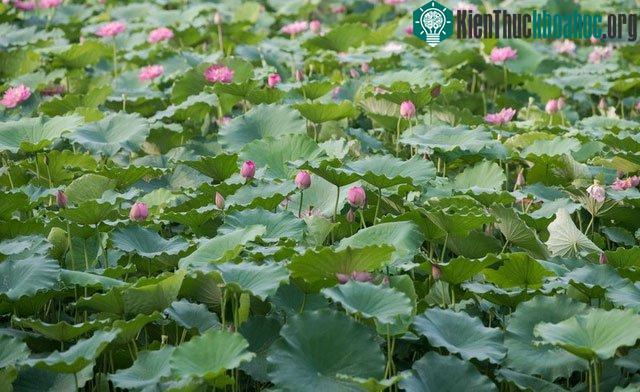 Đầm sen ở Hà Nội