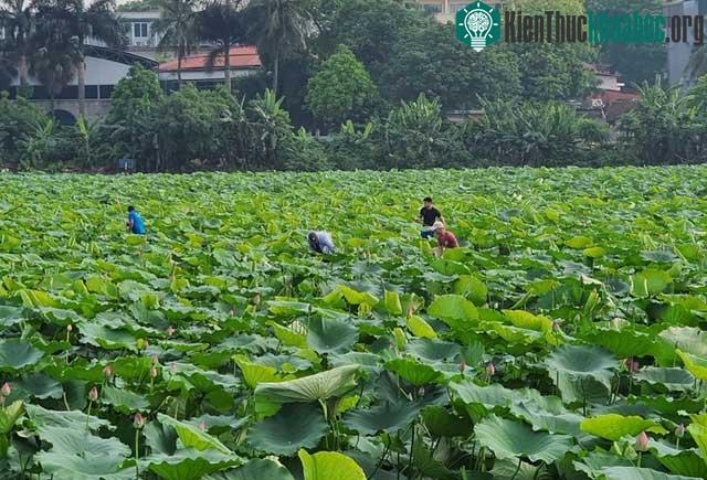 Bên cạnh đó, sen khu vực Hồ Tây cũng là một trong những địa điểm thu hút du khách.