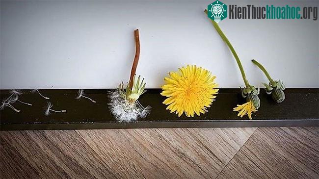 Bồ công anh có lẽ là một trong số ít những bông hoa đẹp cho đến khi héo tàn