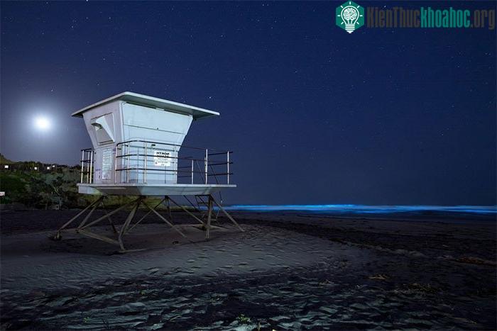 Quá trình sinh hóa của các sinh vật phù du nhuộm xanh mặt biển ở thành phố Del Mar