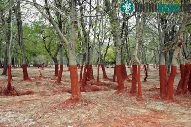 Bức ảnh như bị chia cắt làm 2 nhờ vào tài sơn gốc cây tài tình của con người.