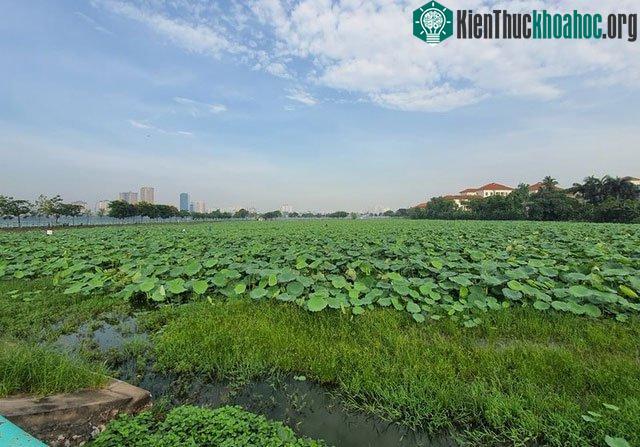 Đầm sen Hồ Tây có không gian thoáng đãng, đón những tia nắng bình minh đẹp và thơ mộng nhất.