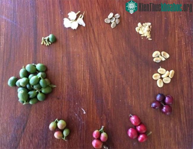 Vòng đời của những hạt cà phê.