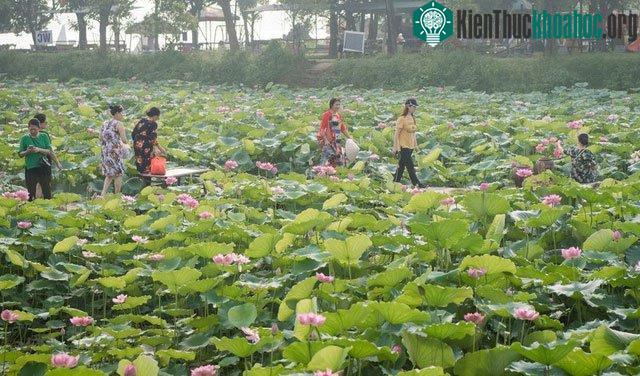 Cứ mỗi độ sen nở, người Hà thành lại nô nức trong tà áo dài nhiều màu sắc, chụp ảnh kỉ niệm với loài hoa bình dị này.