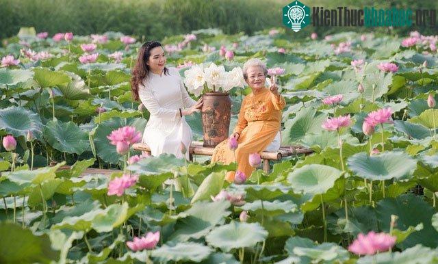 Không khó để bắt gặp những tà áo dài ghi lại những khoảnh khắc trên đầm sen.
