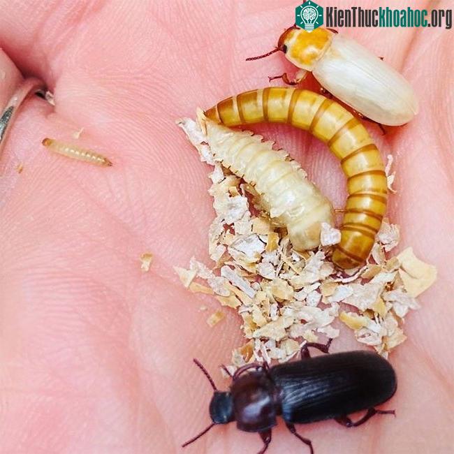 Các hình thái phát triển của một con bọ