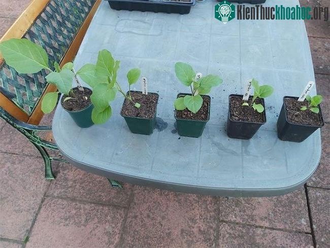 Những cây dâu tây với quá trình phát triển khác nhau