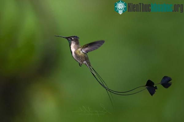 Chim ruồi Marvelous Spatuletail