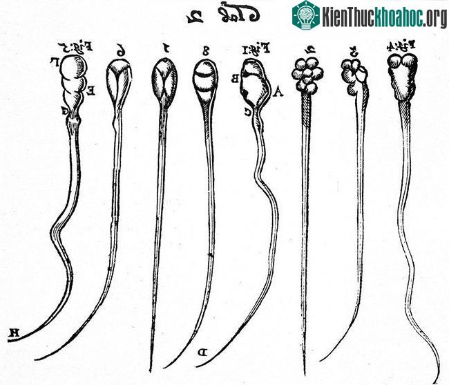 Leeuwenhoek ghi lại những hình ảnh đầu tiên khi quan sát về tinh trùng của thỏ (số 1-4) và chó (số 5-8). (Ảnh: Wikimedia).