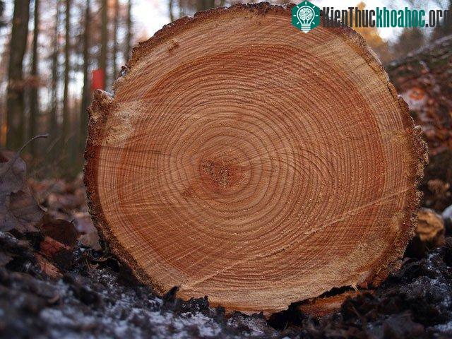 Vòng cây có thể nói cho ta biết nhiều về quá khứ.