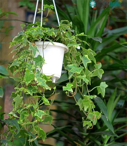 Người ta nhân giống thường xuân chủ yếu bằng phương pháp giâm cành.
