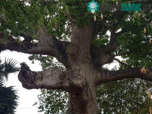 Các tán cây “cụ” dầu rái bị trụi khô cành lá