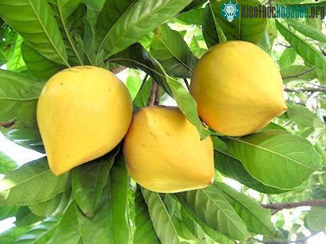 Quả trứng gà tốt cho tim mạch.