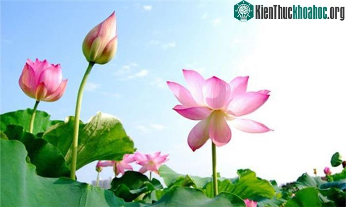 Đài sen nghiêm trang, hương thơm thuần tịnh là nơi Phật có thể tĩnh tọa.