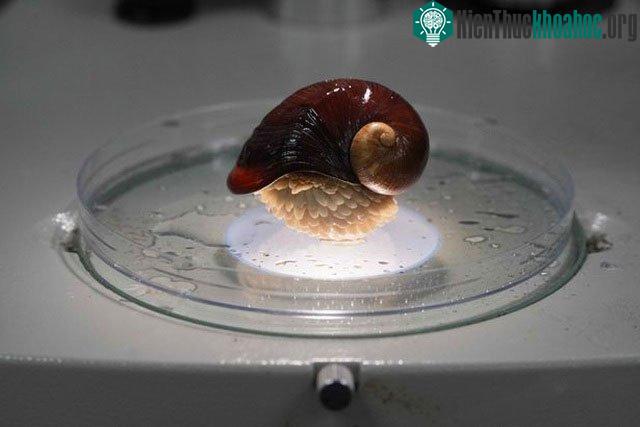 Trình tự gene của loài ốc sên này không hề thay đổi trong suốt quá trình tiến hóa của nó
