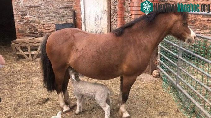 Heidi thậm chí còn cho những con cừu bú, mặc dù chúng cũng được cho bú bình.