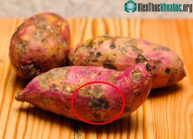 Khoai lang có các đốm nâu đen