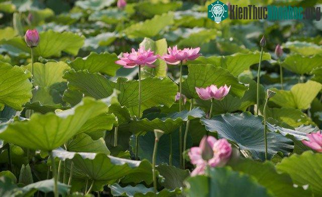 Tại đây, du khách có thể thỏa sức ngắm những bông sen mới nở