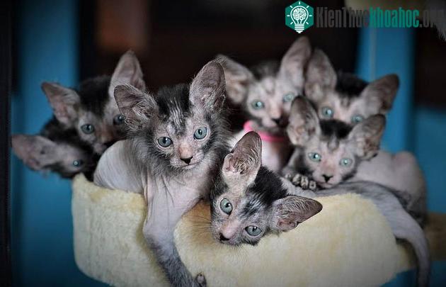 Dorota Strychar đã nhân giống mèo Lykoi khi mua về từ Mỹ
