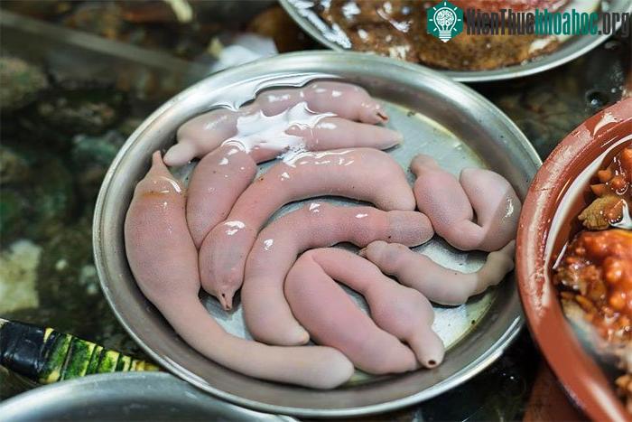 Giun thìa biển