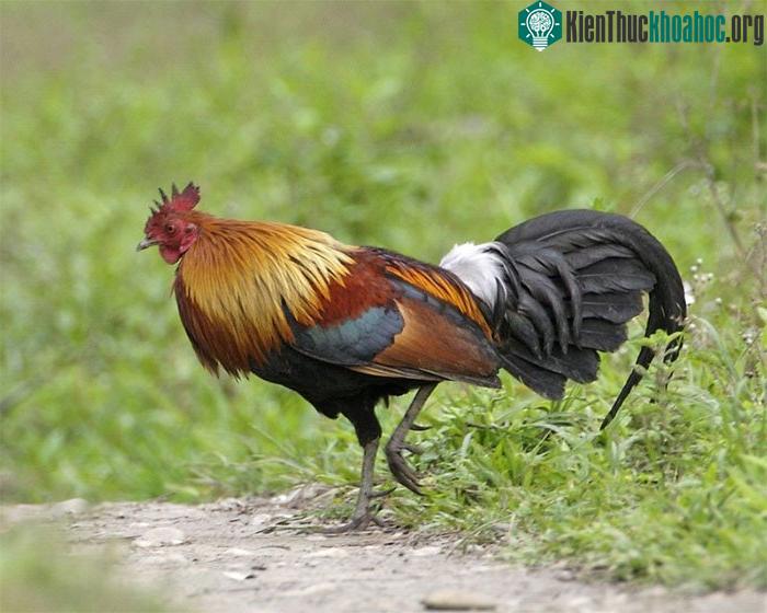 Gà lôi đực Gallus gallus spadiceus ở Ấn Độ.