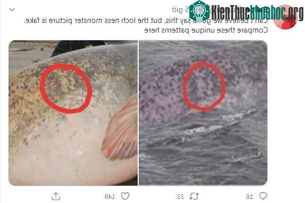 Những đoạn hoa văn trên lưng của Silurus Glanis giống vân tay con người, luôn luôn độc nhất. (Ảnh: Twitter).