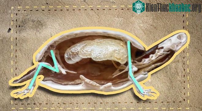 2 phần xương hông và xương vai của rùa.