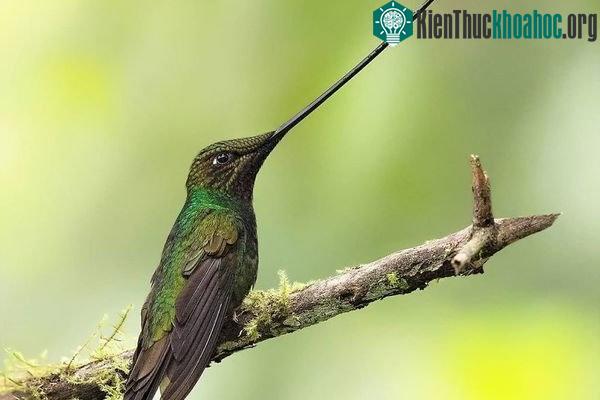Chim ruồi Sword-Billed
