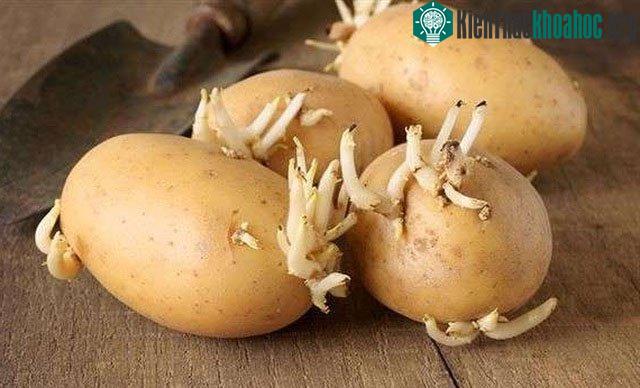Cành và mầm khoai tây