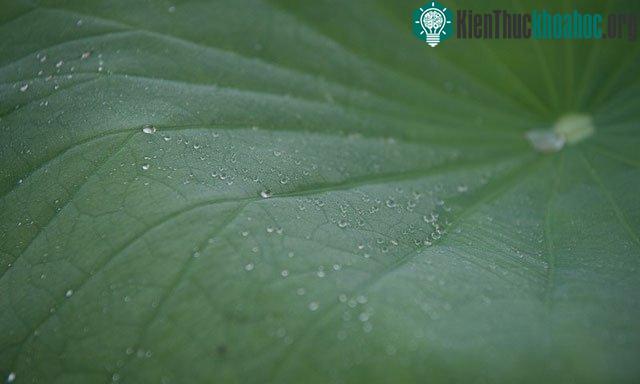 Từng giọt, từng giọt nước nhỏ long lanh trong suốt đọng lại trên những chiếc lá sen xanh.