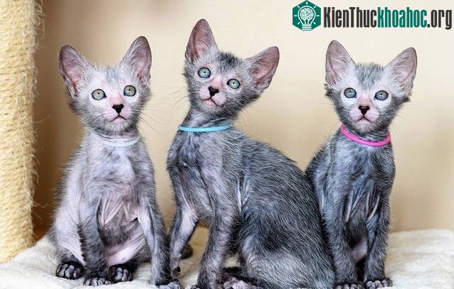 Vẻ ngộ nghĩnh và bản tính đặc biệt khiến giống mèo này đặc biệt quý hiếm