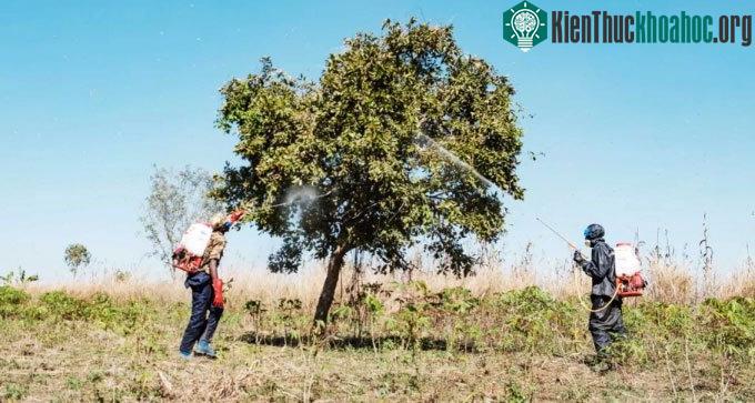 Có rất ít lựa chọn để hạn chế sự lây lan của châu chấu sa mạc.